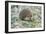 European Hedgehog Pale Morph, in Olive Grove-null-Framed Photographic Print