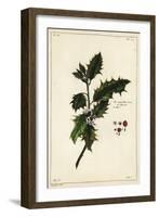 European Holly, Ilex Aquifolium, Linn-The Younger Dupin-Framed Giclee Print