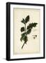 European Holly, Ilex Aquifolium, Linn-The Younger Dupin-Framed Giclee Print