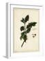 European Holly, Ilex Aquifolium, Linn-The Younger Dupin-Framed Giclee Print