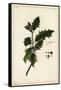 European Holly, Ilex Aquifolium, Linn-The Younger Dupin-Framed Stretched Canvas