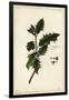 European Holly, Ilex Aquifolium, Linn-The Younger Dupin-Framed Giclee Print