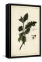 European Holly, Ilex Aquifolium, Linn-The Younger Dupin-Framed Stretched Canvas