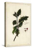 European Holly, Ilex Aquifolium, Linn-The Younger Dupin-Stretched Canvas