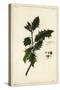 European Holly, Ilex Aquifolium, Linn-The Younger Dupin-Stretched Canvas
