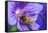 European Honey Bee (Apis Mellifera) Feeding On Flower (Geranium Sp). Monmouthshire, Wales, UK-Phil Savoie-Framed Stretched Canvas