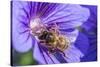 European Honey Bee (Apis Mellifera) Feeding On Flower (Geranium Sp). Monmouthshire, Wales, UK-Phil Savoie-Stretched Canvas