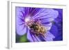 European Honey Bee (Apis Mellifera) Feeding On Flower (Geranium Sp). Monmouthshire, Wales, UK-Phil Savoie-Framed Photographic Print