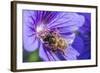 European Honey Bee (Apis Mellifera) Feeding On Flower (Geranium Sp). Monmouthshire, Wales, UK-Phil Savoie-Framed Photographic Print