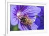 European Honey Bee (Apis Mellifera) Feeding On Flower (Geranium Sp). Monmouthshire, Wales, UK-Phil Savoie-Framed Photographic Print