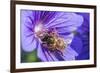 European Honey Bee (Apis Mellifera) Feeding On Flower (Geranium Sp). Monmouthshire, Wales, UK-Phil Savoie-Framed Photographic Print