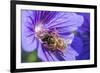 European Honey Bee (Apis Mellifera) Feeding On Flower (Geranium Sp). Monmouthshire, Wales, UK-Phil Savoie-Framed Photographic Print