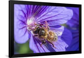 European Honey Bee (Apis Mellifera) Feeding On Flower (Geranium Sp). Monmouthshire, Wales, UK-Phil Savoie-Framed Photographic Print