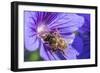 European Honey Bee (Apis Mellifera) Feeding On Flower (Geranium Sp). Monmouthshire, Wales, UK-Phil Savoie-Framed Photographic Print