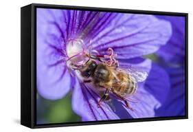 European Honey Bee (Apis Mellifera) Feeding On Flower (Geranium Sp). Monmouthshire, Wales, UK-Phil Savoie-Framed Stretched Canvas