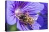 European Honey Bee (Apis Mellifera) Feeding On Flower (Geranium Sp). Monmouthshire, Wales, UK-Phil Savoie-Stretched Canvas