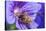 European Honey Bee (Apis Mellifera) Feeding On Flower (Geranium Sp). Monmouthshire, Wales, UK-Phil Savoie-Stretched Canvas