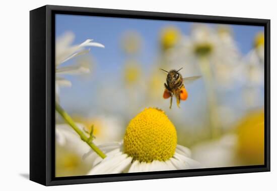 European Honey Bee (Apis Mellifera) with Pollen Sacs Flying Towards a Scentless Mayweed Flower, UK-Fergus Gill-Framed Stretched Canvas