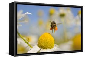 European Honey Bee (Apis Mellifera) with Pollen Sacs Flying Towards a Scentless Mayweed Flower, UK-Fergus Gill-Framed Stretched Canvas