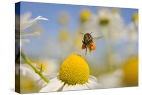 European Honey Bee (Apis Mellifera) with Pollen Sacs Flying Towards a Scentless Mayweed Flower, UK-Fergus Gill-Stretched Canvas