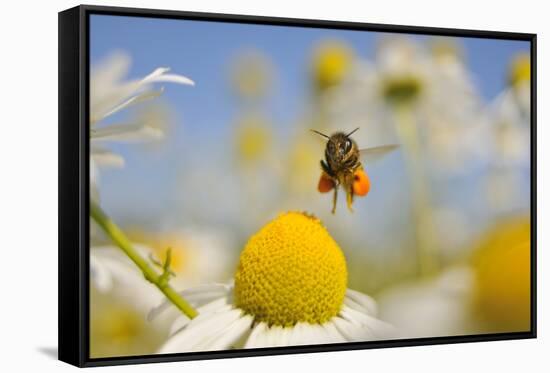 European Honey Bee (Apis Mellifera) with Pollen Sacs Flying Towards a Scentless Mayweed Flower, UK-Fergus Gill-Framed Stretched Canvas