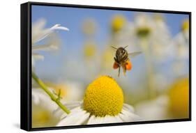 European Honey Bee (Apis Mellifera) with Pollen Sacs Flying Towards a Scentless Mayweed Flower, UK-Fergus Gill-Framed Stretched Canvas