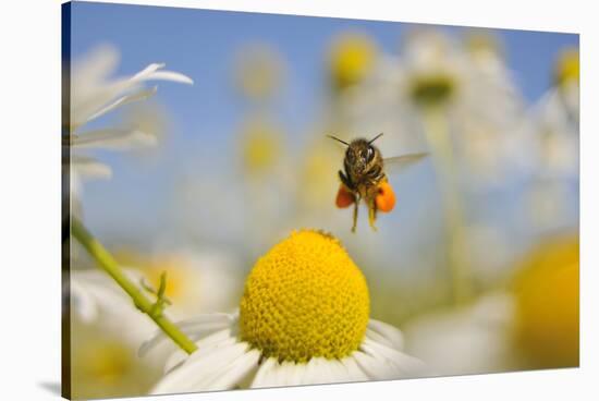 European Honey Bee (Apis Mellifera) with Pollen Sacs Flying Towards a Scentless Mayweed Flower, UK-Fergus Gill-Stretched Canvas
