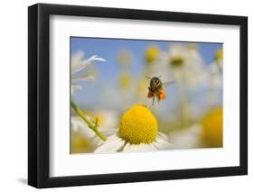 European Honey Bee (Apis Mellifera) with Pollen Sacs Flying Towards a Scentless Mayweed Flower, UK-Fergus Gill-Framed Premium Photographic Print