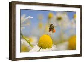 European Honey Bee (Apis Mellifera) with Pollen Sacs Flying Towards a Scentless Mayweed Flower, UK-Fergus Gill-Framed Photographic Print