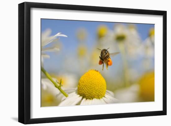 European Honey Bee (Apis Mellifera) with Pollen Sacs Flying Towards a Scentless Mayweed Flower, UK-Fergus Gill-Framed Photographic Print