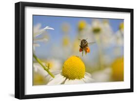 European Honey Bee (Apis Mellifera) with Pollen Sacs Flying Towards a Scentless Mayweed Flower, UK-Fergus Gill-Framed Photographic Print