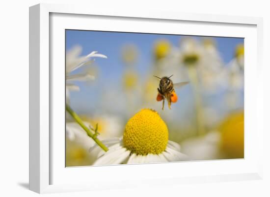 European Honey Bee (Apis Mellifera) with Pollen Sacs Flying Towards a Scentless Mayweed Flower, UK-Fergus Gill-Framed Photographic Print