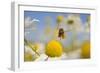 European Honey Bee (Apis Mellifera) with Pollen Sacs Flying Towards a Scentless Mayweed Flower, UK-Fergus Gill-Framed Photographic Print