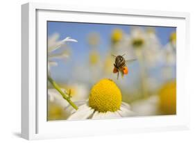 European Honey Bee (Apis Mellifera) with Pollen Sacs Flying Towards a Scentless Mayweed Flower, UK-Fergus Gill-Framed Photographic Print