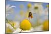 European Honey Bee (Apis Mellifera) with Pollen Sacs Flying Towards a Scentless Mayweed Flower, UK-Fergus Gill-Mounted Photographic Print