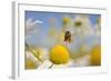 European Honey Bee (Apis Mellifera) with Pollen Sacs Flying Towards a Scentless Mayweed Flower, UK-Fergus Gill-Framed Photographic Print