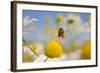 European Honey Bee (Apis Mellifera) with Pollen Sacs Flying Towards a Scentless Mayweed Flower, UK-Fergus Gill-Framed Photographic Print