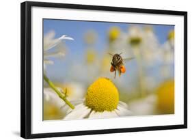 European Honey Bee (Apis Mellifera) with Pollen Sacs Flying Towards a Scentless Mayweed Flower, UK-Fergus Gill-Framed Photographic Print