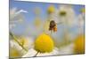 European Honey Bee (Apis Mellifera) with Pollen Sacs Flying Towards a Scentless Mayweed Flower, UK-Fergus Gill-Mounted Photographic Print