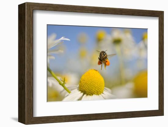 European Honey Bee (Apis Mellifera) with Pollen Sacs Flying Towards a Scentless Mayweed Flower, UK-Fergus Gill-Framed Photographic Print