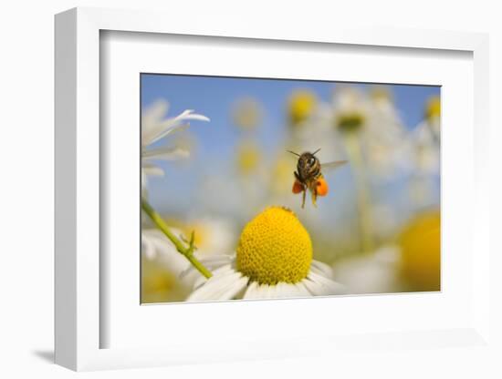 European Honey Bee (Apis Mellifera) with Pollen Sacs Flying Towards a Scentless Mayweed Flower, UK-Fergus Gill-Framed Photographic Print