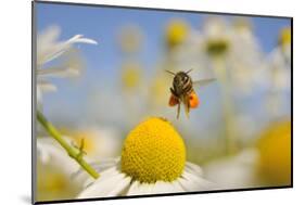 European Honey Bee (Apis Mellifera) with Pollen Sacs Flying Towards a Scentless Mayweed Flower, UK-Fergus Gill-Mounted Photographic Print