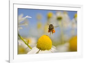 European Honey Bee (Apis Mellifera) with Pollen Sacs Flying Towards a Scentless Mayweed Flower, UK-Fergus Gill-Framed Photographic Print