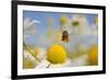 European Honey Bee (Apis Mellifera) with Pollen Sacs Flying Towards a Scentless Mayweed Flower, UK-Fergus Gill-Framed Photographic Print