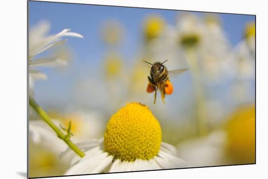 European Honey Bee (Apis Mellifera) with Pollen Sacs Flying Towards a Scentless Mayweed Flower, UK-Fergus Gill-Mounted Photographic Print