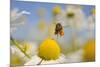 European Honey Bee (Apis Mellifera) with Pollen Sacs Flying Towards a Scentless Mayweed Flower, UK-Fergus Gill-Mounted Photographic Print