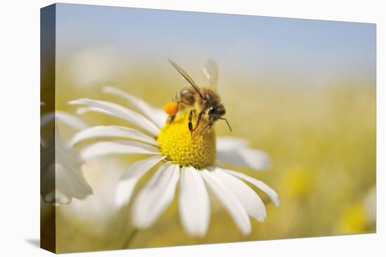 European Honey Bee Collecting Pollen and Nectar from Scentless Mayweed, Perthshire, Scotland-Fergus Gill-Stretched Canvas