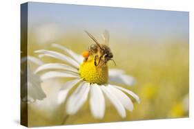 European Honey Bee Collecting Pollen and Nectar from Scentless Mayweed, Perthshire, Scotland-Fergus Gill-Stretched Canvas