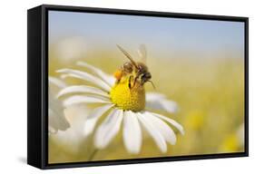 European Honey Bee Collecting Pollen and Nectar from Scentless Mayweed, Perthshire, Scotland-Fergus Gill-Framed Stretched Canvas