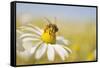 European Honey Bee Collecting Pollen and Nectar from Scentless Mayweed, Perthshire, Scotland-Fergus Gill-Framed Stretched Canvas